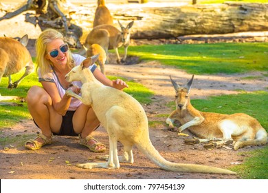 Happy Caucasian Woman Touches A Kangaroo Outdoor In A Park. Female Tourist Enjoys Australian Animals Icon Of The Country. Whiteman, Near Perth, Western Australia. Group Of Kangaroos In The Background.