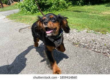 Happy Cavalier King Charles Spaniel On A Walk