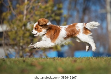 Happy Cavalier King Charles Spaniel Puppy Running Outdoors