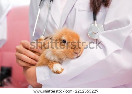 Happy - cheerful Asian veterinarian holding or carrying a young rabbit with care. Health check up in the exotic animal concept. Veterinarian examining a young rabbit in the examination room.