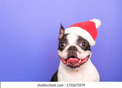 A happy and cheerful Boston Terrier dog in a Santa Claus hat smiles and sticks its tongue out on a purple background. The concept of new year and Christmas.