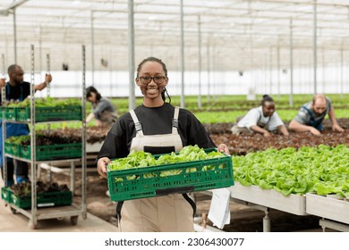 Happy cheerful farm worker holding crate full of ripening fresh green lettuce from sustainable crop cultivation. Environmentally conscious modern rural agriculture greenhouse - Powered by Shutterstock