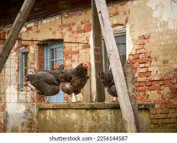 happy chicken at a old smal farm - Shutterstock ID 2256144587
