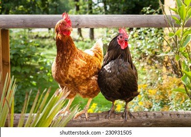 Happy chickens