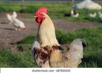 Happy Chickens Stock Photo 687820105 | Shutterstock