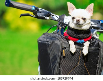 happy chihuahua in bicycle basket on a sunny day