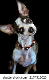 Happy Chihuahua Girl Posting For Her Glamour Shots 
