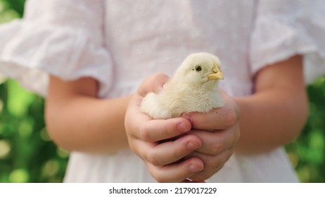 Happy child girl holding chicken in her hands  Kid plays and white chick in outdoors  Communication child and animals  animal therapy  Child farm holds small chicken in his palms  Poultry farm