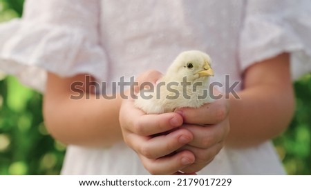 Happy child girl holding chicken in her hands. Kid plays with white chick in outdoors. Communication of child with animals, animal therapy. Child on farm holds small chicken in his palms. Poultry farm