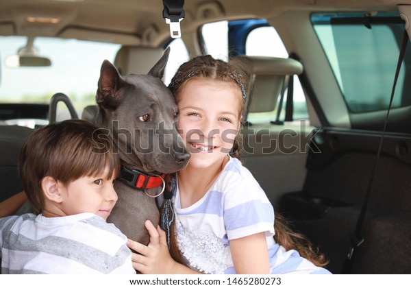 Happy children\
with dog sitting in car\
trunk