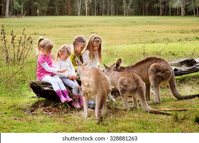 Happy Children Feeding Kangaroo At Zoo