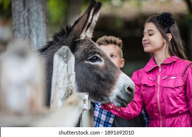 Happy Children Having Fun At Farm Ranch And  Touching A Donkey - Pet Therapy Concept In Countryside With Donkey. Selective Focus.