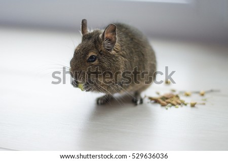 Happy chilean squirrel Degus eats cereals.