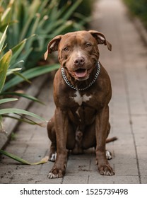 chocolate colored pitbull