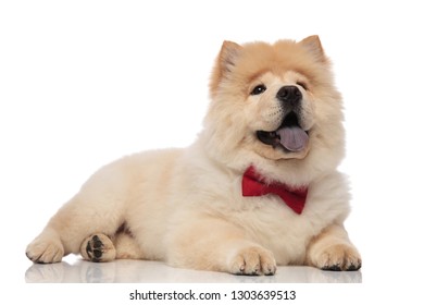 Happy Chow Chow With Bowtie Panting While Resting On White Background And Looking Up To Side