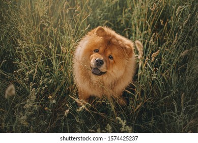 happy chow chow dog sitting in long grass outdoors - Shutterstock ID 1574425237