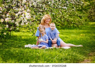 Happy Chubby Mom And Two Kids Boy And Girl In A Blooming Spring Apple Orchard On A Spring Picnic.