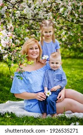 Happy Chubby Mom And Two Kids Boy And Girl In A Blooming Spring Apple Orchard On A Spring Picnic.