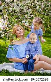 Happy Chubby Mom And Two Kids Boy And Girl In A Blooming Spring Apple Orchard On A Spring Picnic.