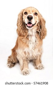 Happy Cocker Spaniel Dog Isolated On White