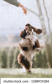 Happy Cocker Spaniel Dog Spinning Around On Hind Legs Outdoors