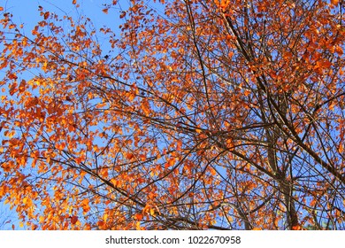 Happy, Colorful Orange Fall Winter Leaves Against A Bright Blue Sky Background Looks Like Jackson Pollack Painting