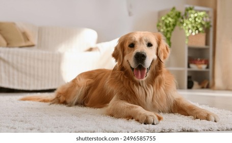 A happy and contented Golden Retriever lies on a plush, white carpet in a sunlit living room. - Powered by Shutterstock