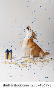 Happy corgi dog celebrating with a gift, confetti, and festive decorations. High quality photo