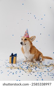 Happy corgi dog celebrating with a gift, confetti, and festive decorations. High quality photo