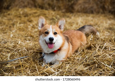 Happy corgi dog Laing on hay smiling with tongue out. - Powered by Shutterstock