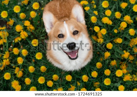 Happy corgi dog sitting in dandelions in the grass smiling in spring