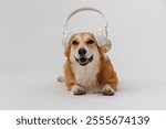 Happy corgi enjoying music with headphones, a perfect vibe for pet and tech enthusiasts alike