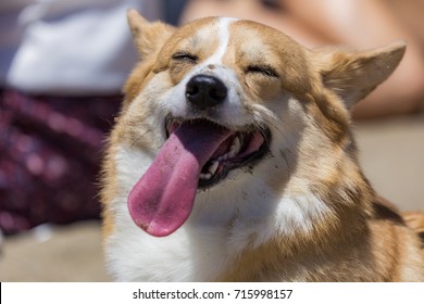 A happy corgi with his tongue sticking out on a hot day at the beach.