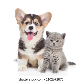 Happy Corgi Puppy And Grey Kitten Looking At Camera Together. Isolated On White Background