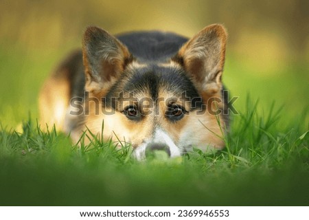 Dog in the grass, looking for something?