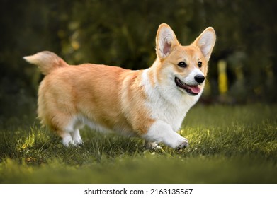 Happy Corgi Puppy Walking On Grass In Summer