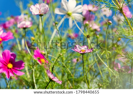 Similar – Image, Stock Photo Flower mixture II Nature