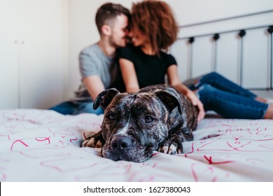 Happy Couple In Love At Home. Afro American Woman, Caucasian Man And Their Pit Bull Dog Together. Family Concept