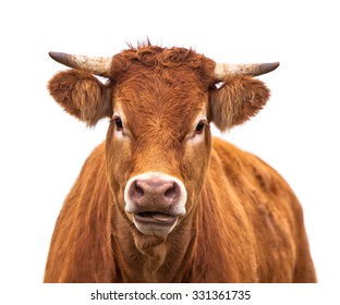 Happy Cow Portrait. A Farm Animal Grown For Organic Meat On A White Background