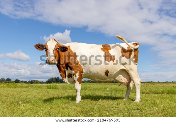 Happy cow in side view and full length,\
cheerful standing in a green field with a blue sky and horizon over\
land in the Netherlands