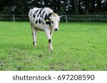 Happy Cows