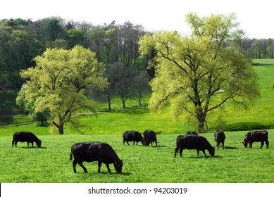 Happy cows grazing on a beautiful meadow with two huge trees in the background