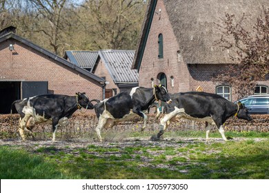 Happy cows leaving the barn the first time in spring to go outside in the meadows, called cowdance in the Netherlands