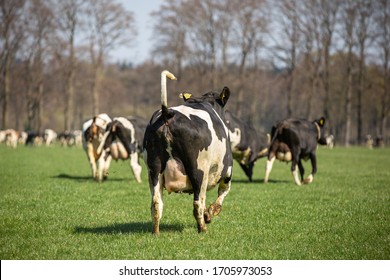 Happy cows leaving the barn the first time in spring to go outside in the meadows, called cowdance in the Netherlands