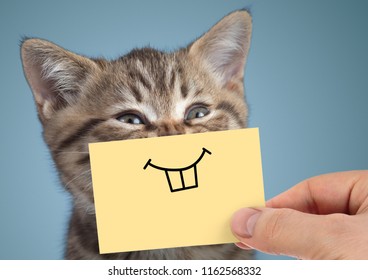 happy crazy cat portrait with funny smile on blue background - Shutterstock ID 1162568332