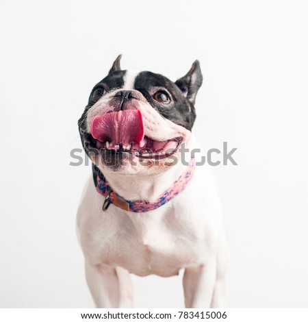 
Happy, curious dog French Bulldog, isolated on a white background