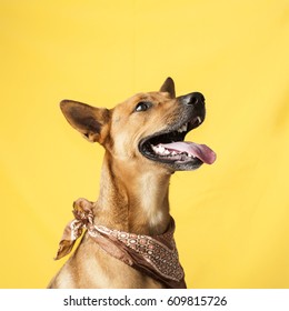 Happy, curious dog Mixed breed, isolated on a colorful background - Shutterstock ID 609815726