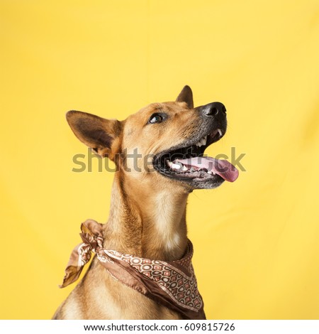 Happy, curious dog Mixed breed, isolated on a colorful background
