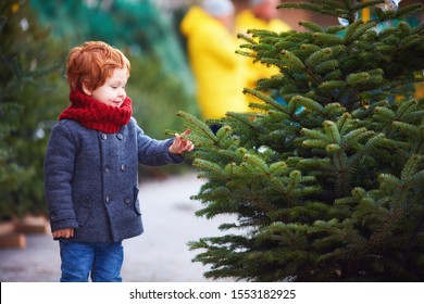 happy curious little boy touching the needles on spruce at the christmas tree market for winter holidays