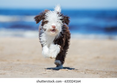 happy curly puppy running on a beach